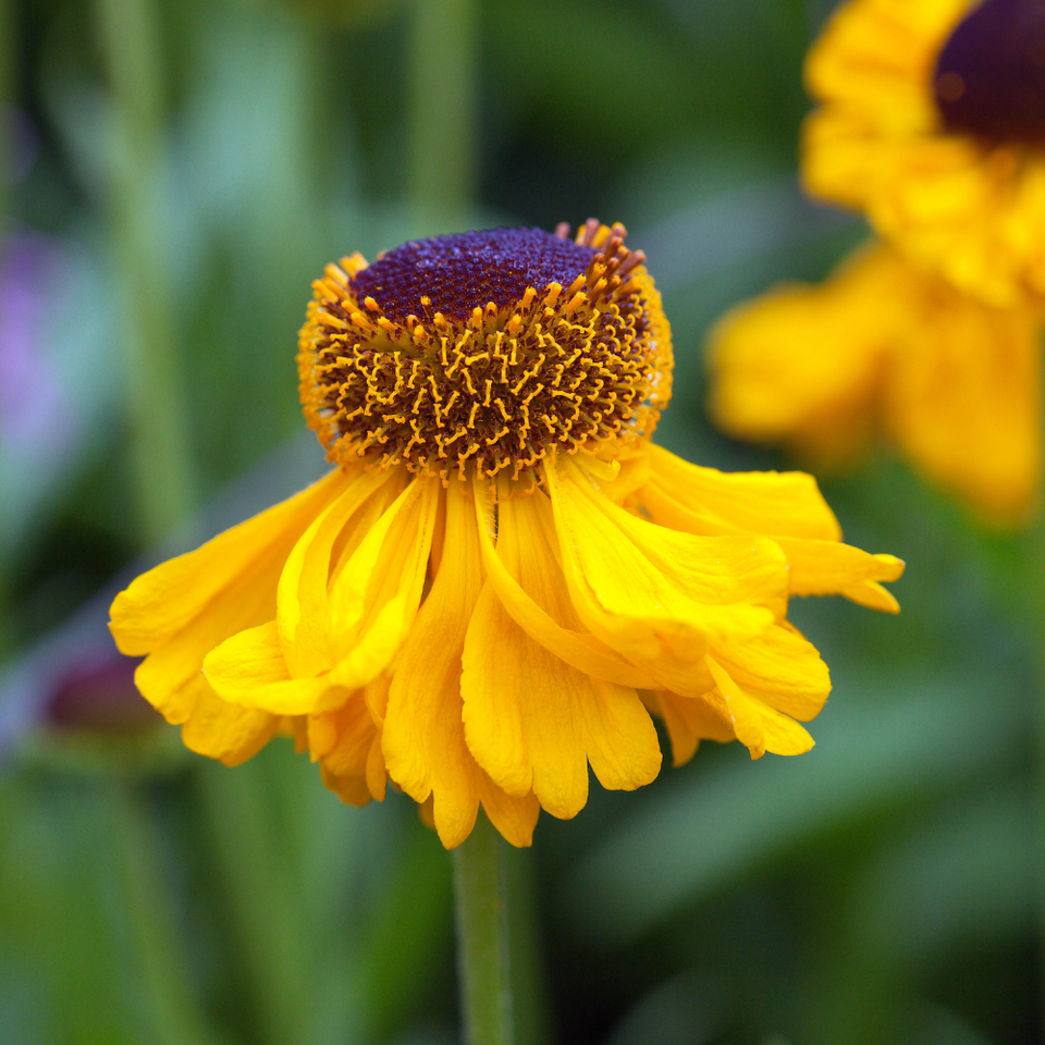 HELENIUM The Bishop - 9cm pot