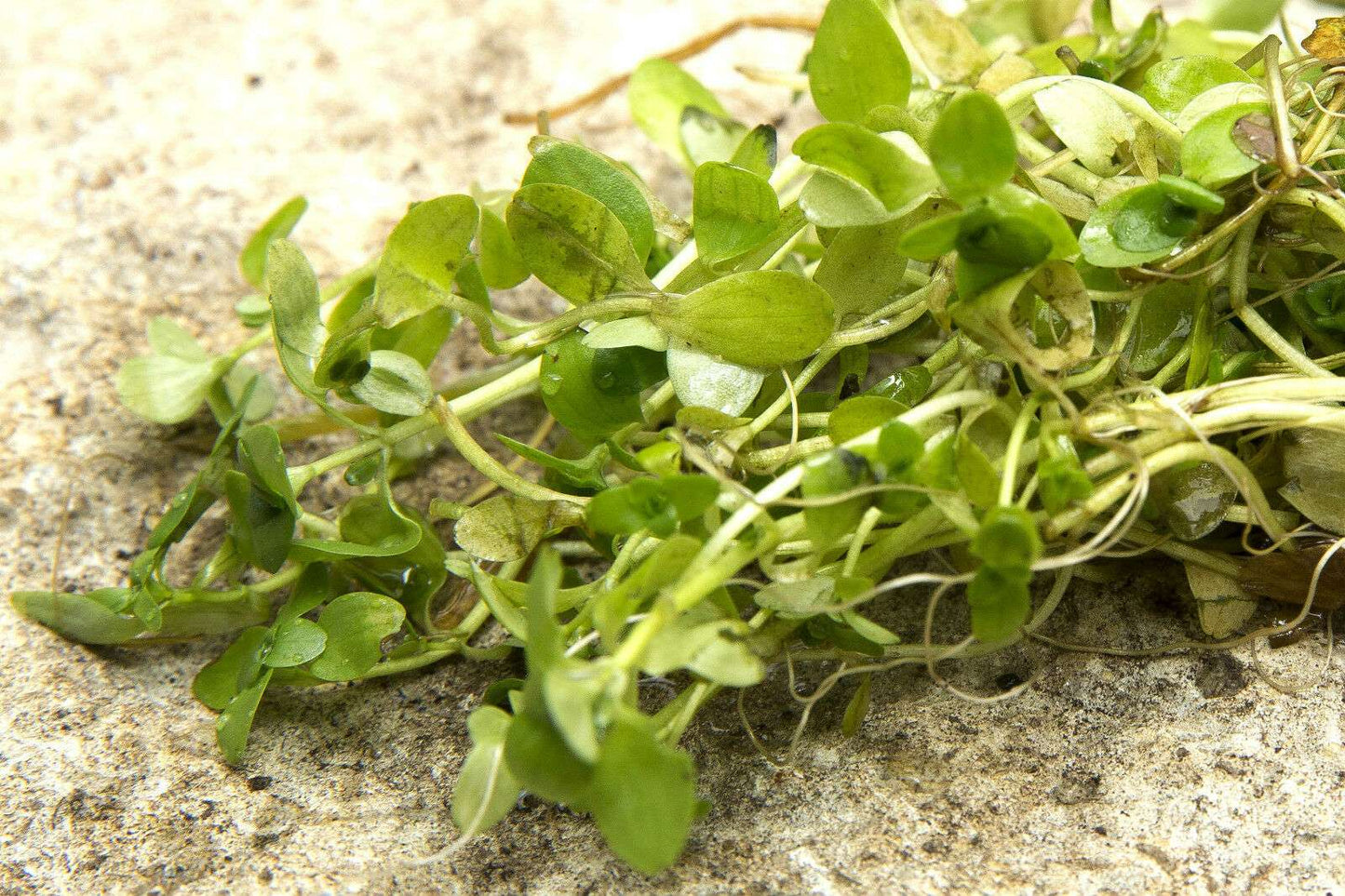 Callitriche stagnalis (starwort) - oxygen plant - pond plant - water plant - OX002