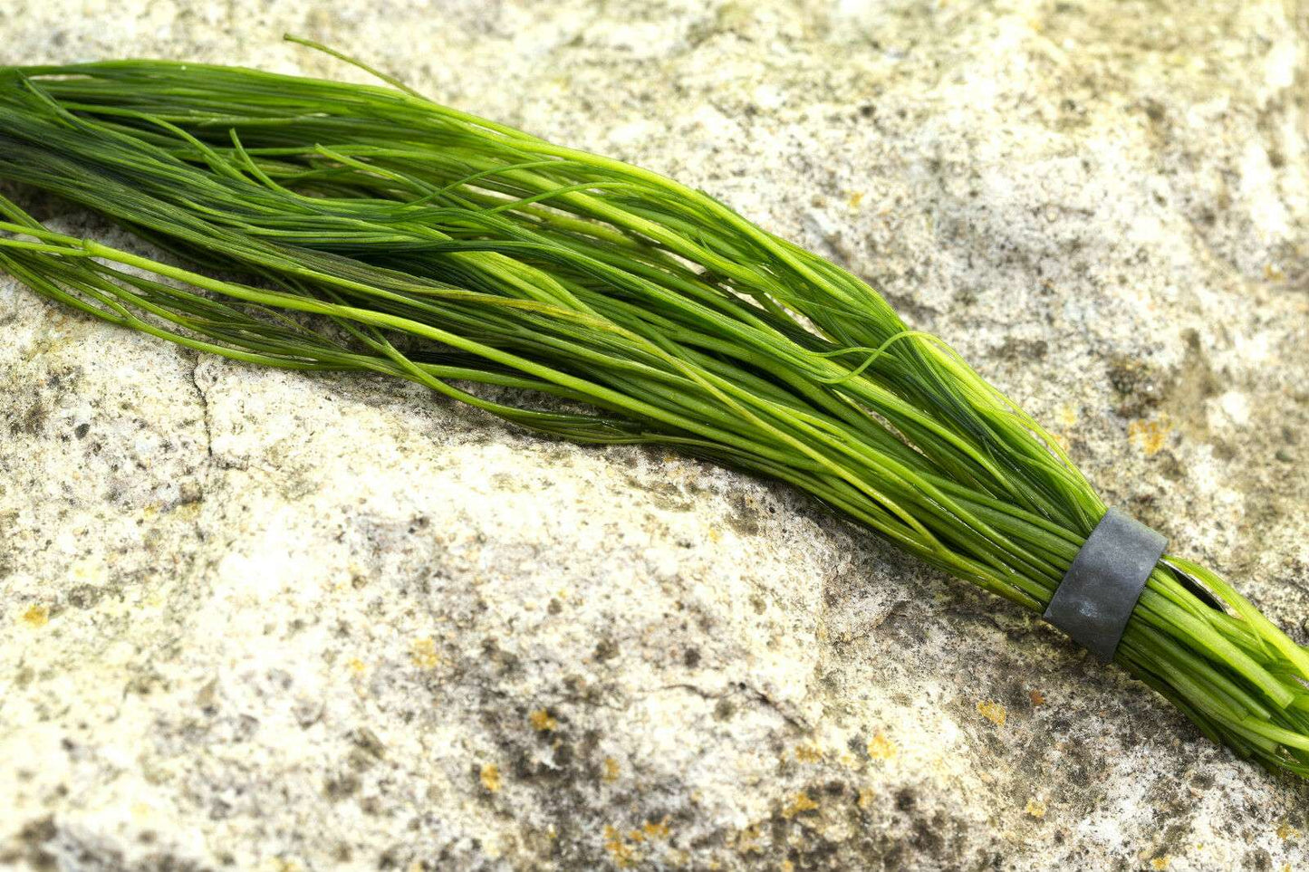 Ranunculus aquatilis - 1 - 50 Bunch / Oxygenating Pond Water Plants - OX022