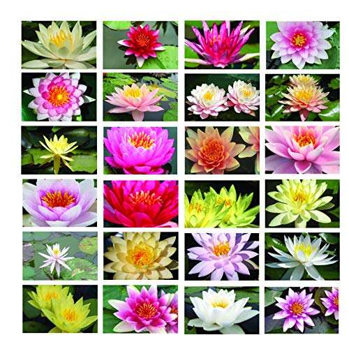Bareroot Random Coloured Water Lily