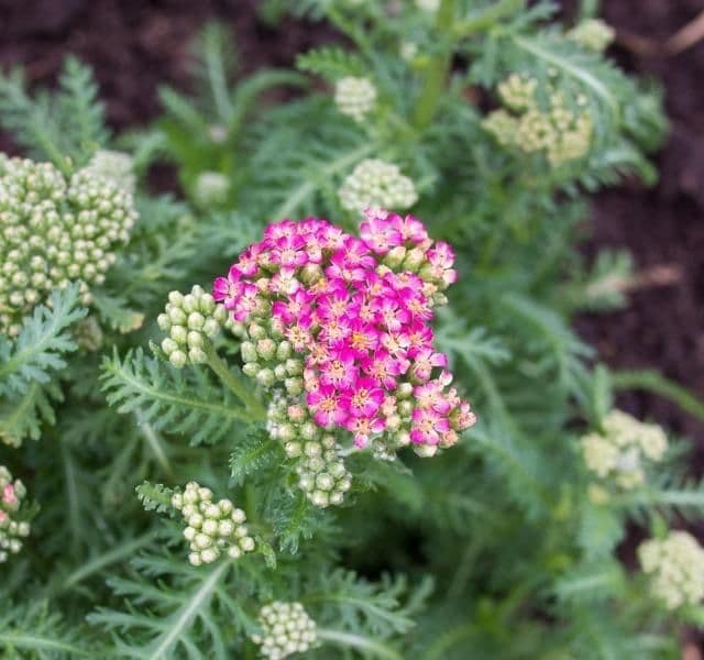 1 x Achillea Millefolium Desert Eve Deep Rose - 9cm Pot