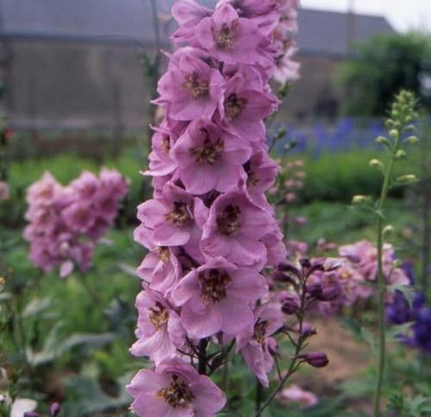 1 x Delphinium Astolat - 9cm Pot