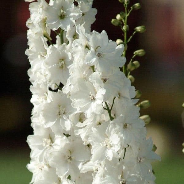 1 x DELPHINIUM Magic Fountain White - 9cm Pot