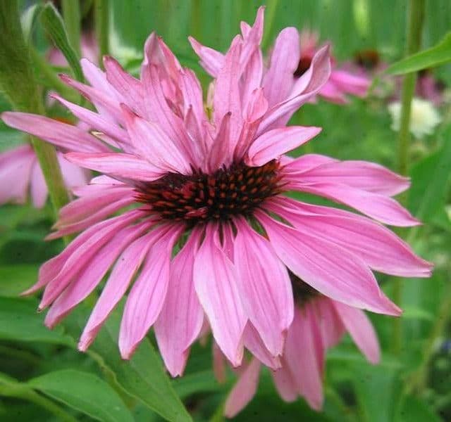 1 x Echinacea Purpurea Doubledecker - 9cm Pot