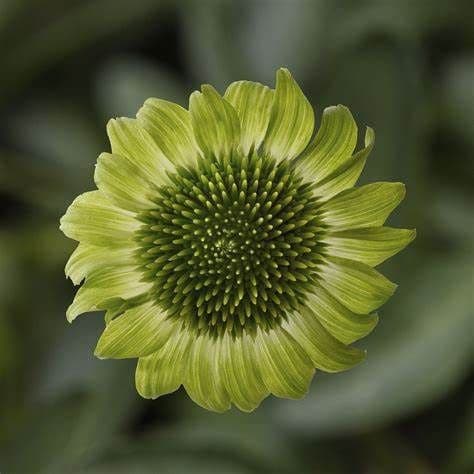 1 x Echinacea Purpurea Prairie Blaze Green - 9cm pot