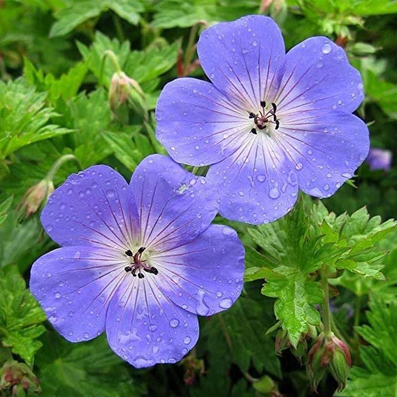 1 x GERANIUM himalayense Baby Blue - 2L Pot