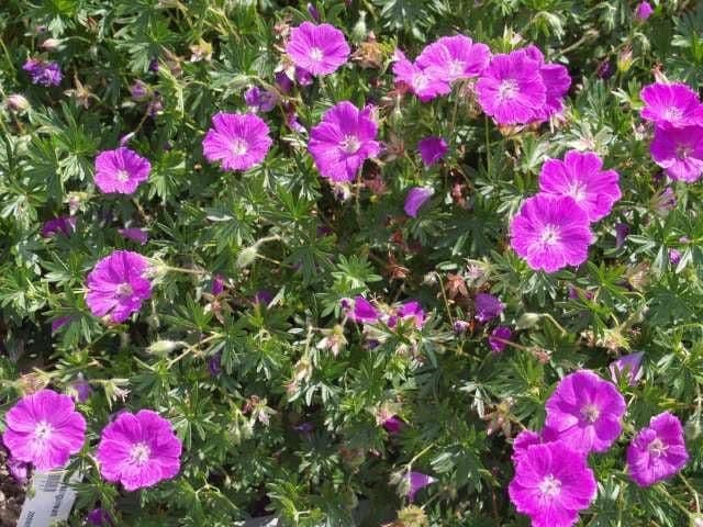 1 x GERANIUM sanguineum Vision Violet - 9cm Pot