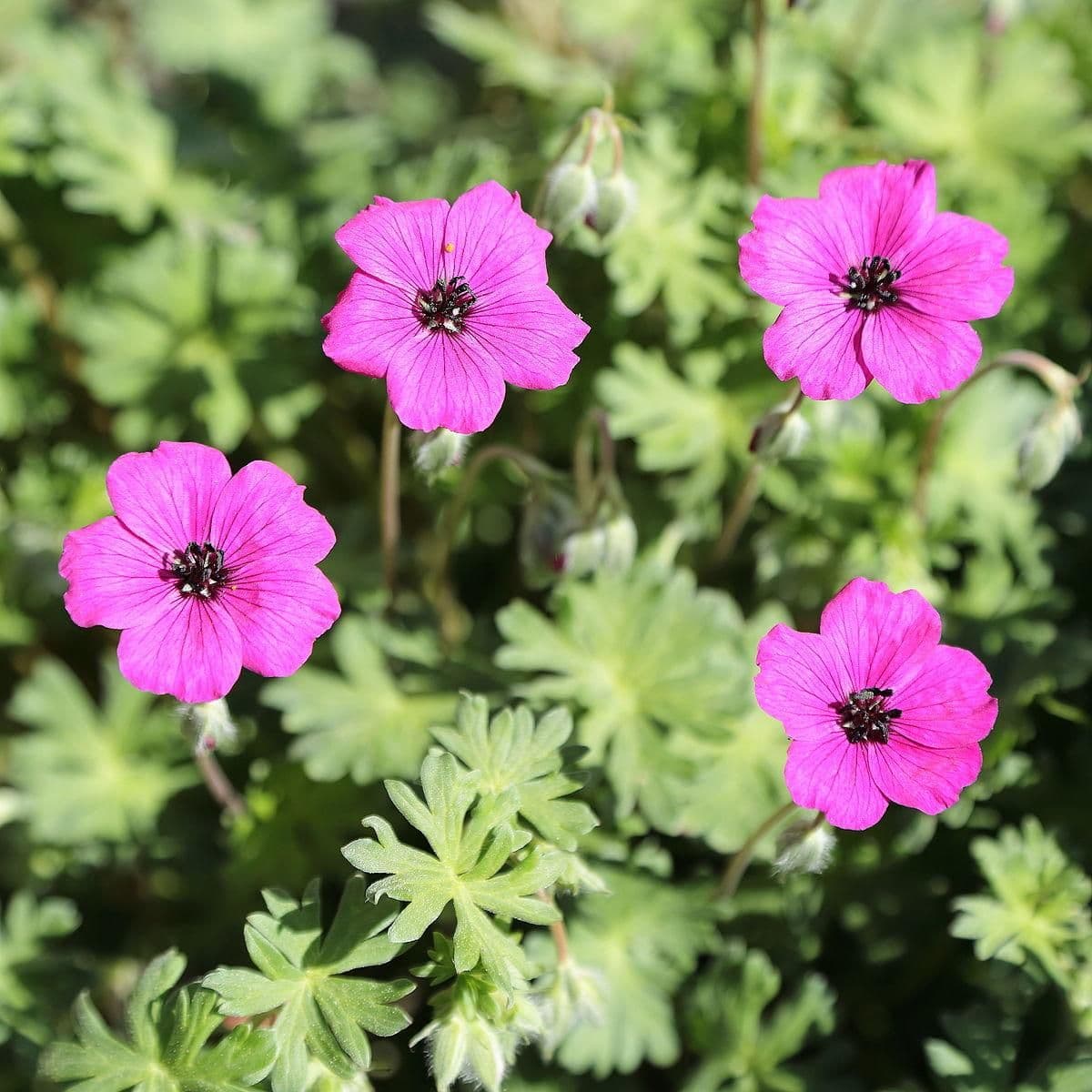 1 x Geranium subcaulescens - 9cm Pot