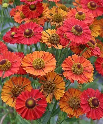 1 x HELENIUM autumnale Helena Red Shades - 9cm Pot