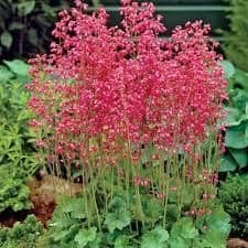 1 x Heuchera 'Ruby Bells' - 9cm pot