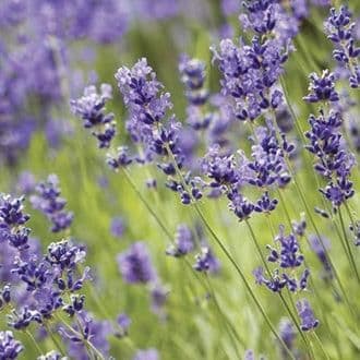 1 x LAVANDULA angustifolia Blue Scent - 9cm Pot