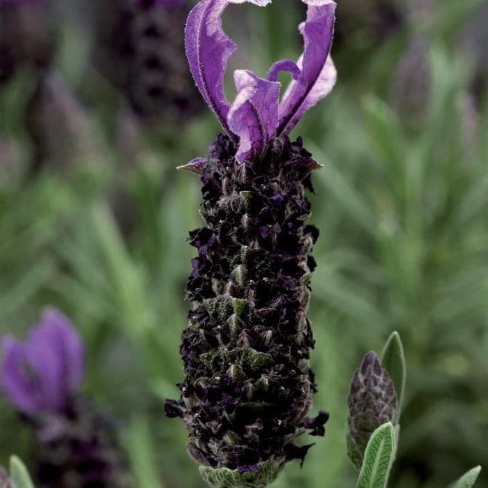 1 x LAVANDULA stoechas Javelin Blue - 9cm Pot