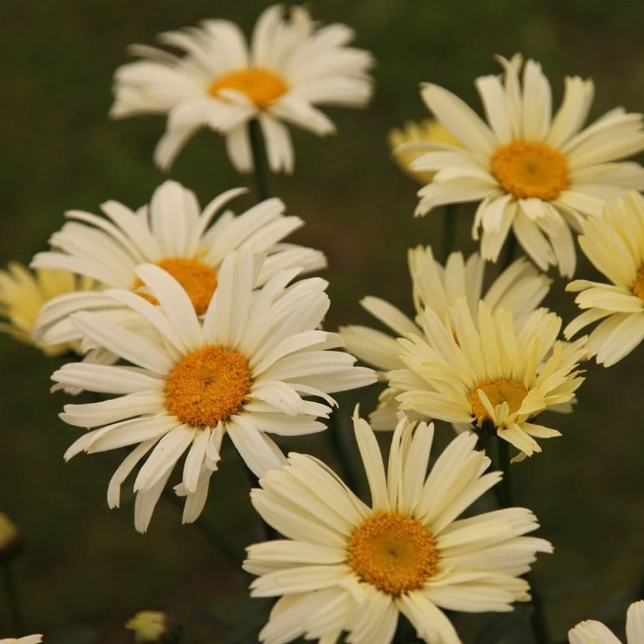 1 x LEUCANTHEMUM maximum Banana Cream (PBR) - 9cm Pot