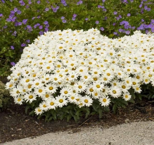 1 x LEUCANTHEMUM maximum Ooh La Lacreme - 9cm Pot