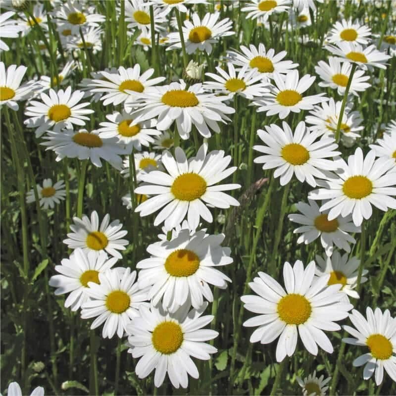 1 x Leucanthemum Vulgare May Queen - 9cm Pot