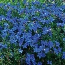 1 x Lithodora diffusa Compact Blue - 9cm pot