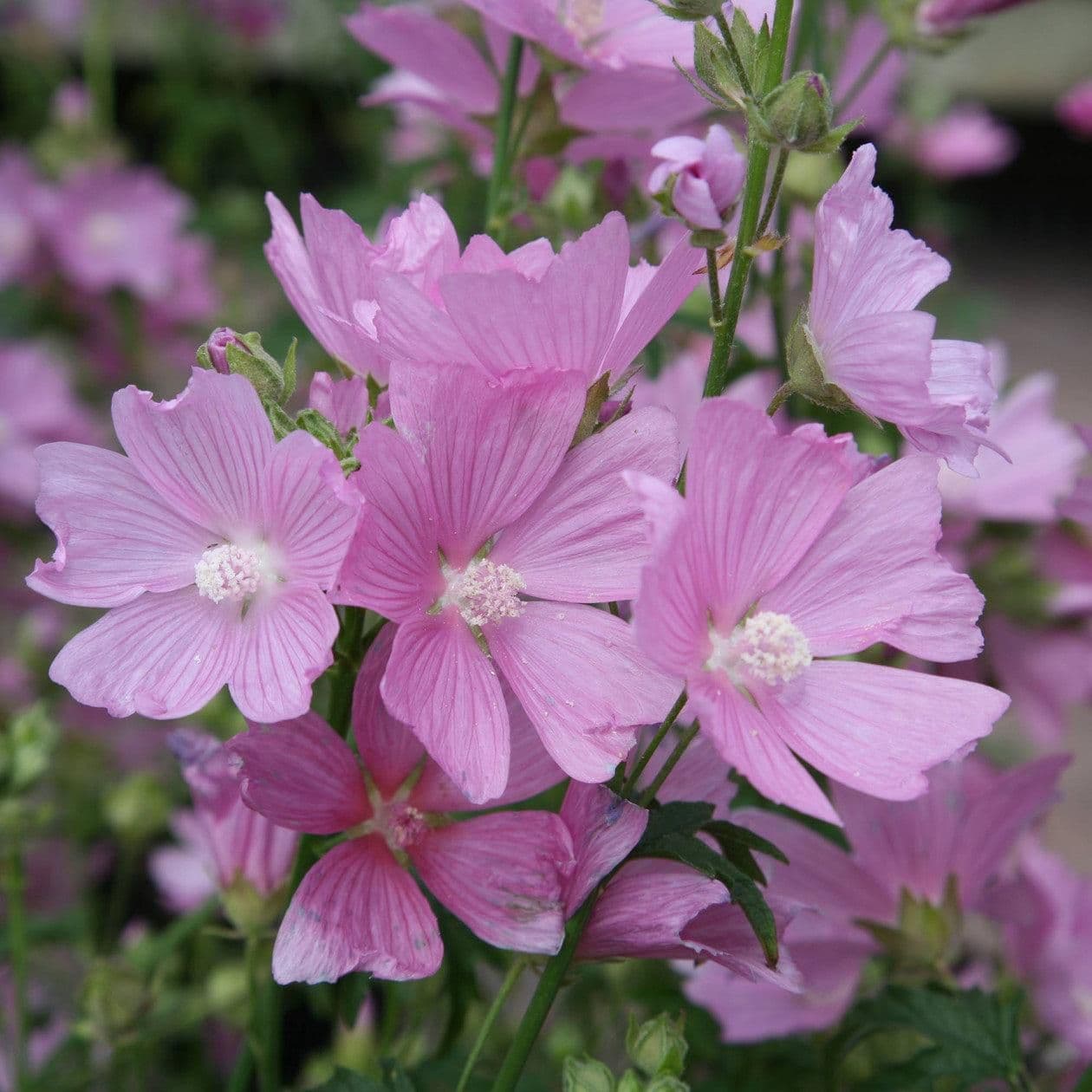 1 x Malva Moschata Rosea - 9cm Pot