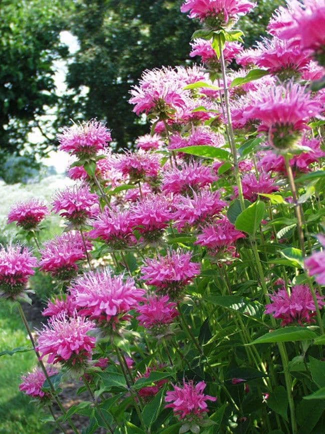 1 x Monarda 'Marshall's Delight' - 9cm Pot