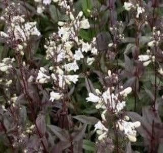 1 x Penstemon Digitalis Huskers Red - 9cm Pot
