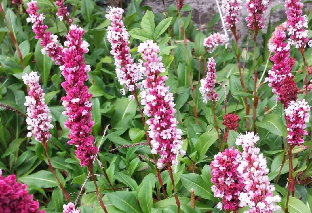 1 x Persicaria affinis 'Donald Lowndes' - 9cm Pot