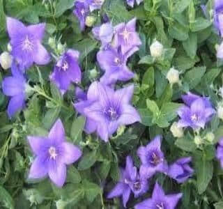 Platycodon Grandiflora Astra Blue - 9cm Pot