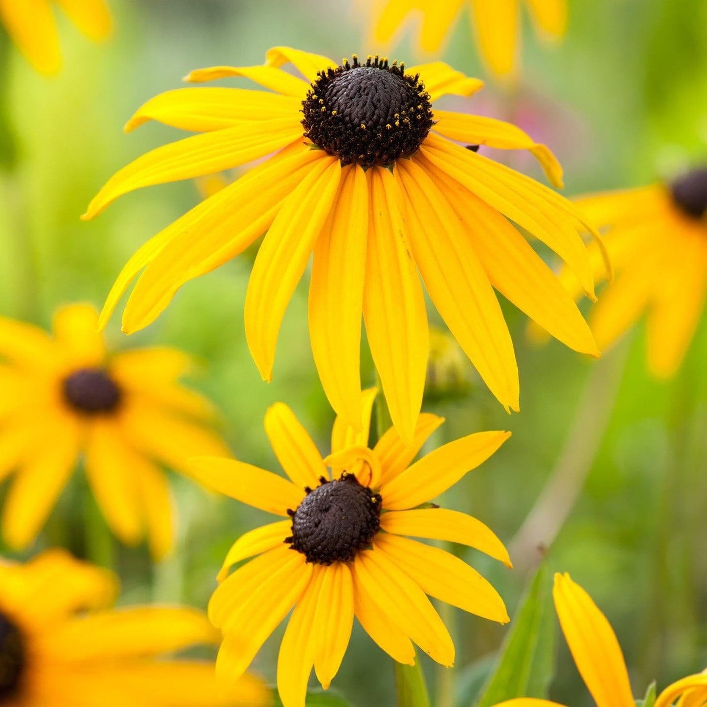 RUDBECKIA fulgida sullivantii Goldsturm - 9cm Pot