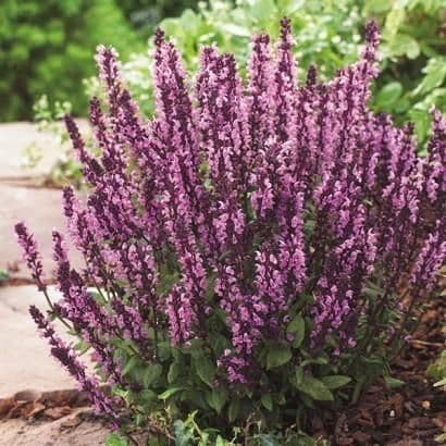 1 x Salvia nemerosa Synchro Pink - 9cm Pot