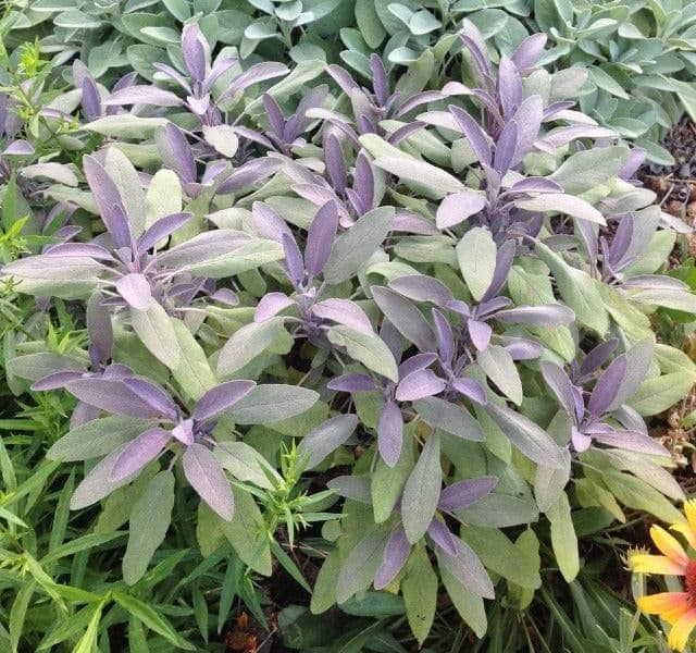 1 x SALVIA officinalis Purpurascens - 9cm Pot