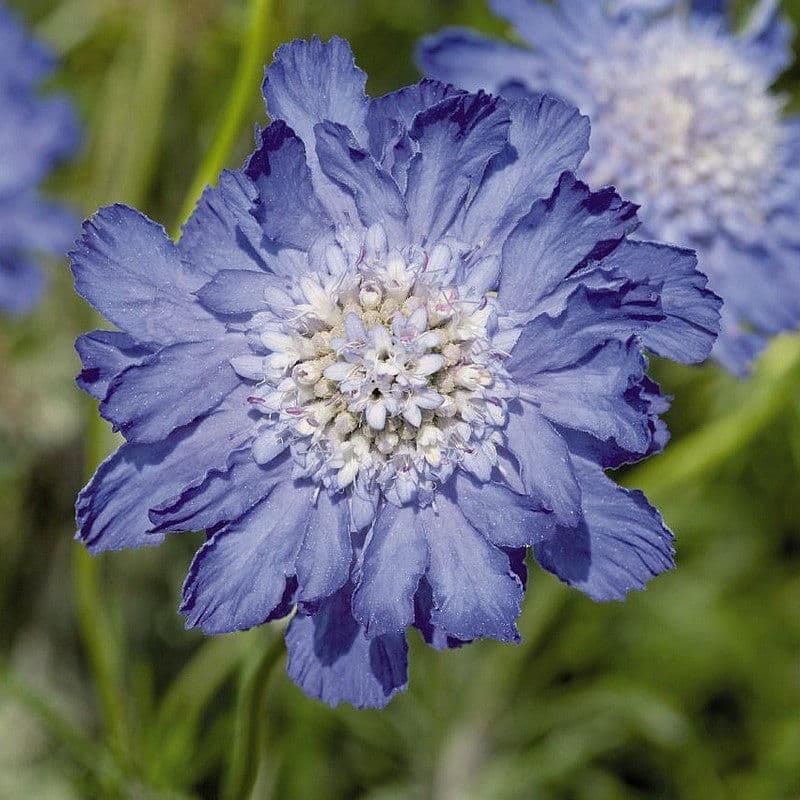 1 x SCABIOSA caucasica Perfecta - 9cm pot
