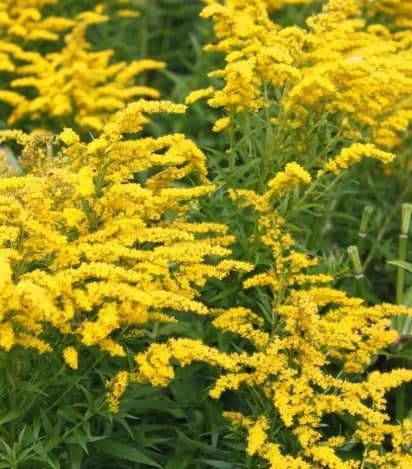 1 x SOLIDAGO Golden Dwarf - 2L Pot