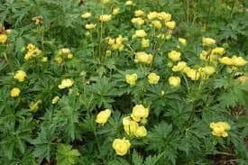 1 x TROLLIUS europaeus - 9cm Pot