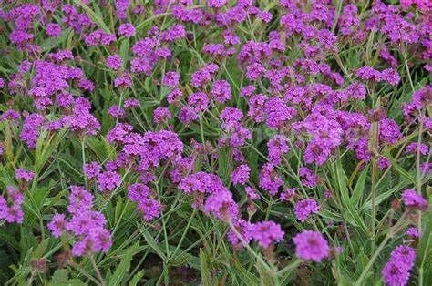 1 x Verbena rigida 'Dazzling Night' - 9cm pot
