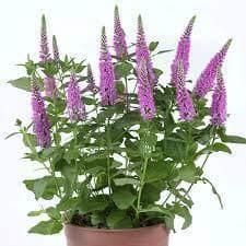 1 x Veronica spicata Ronica Fuchsia - 9cm Pot
