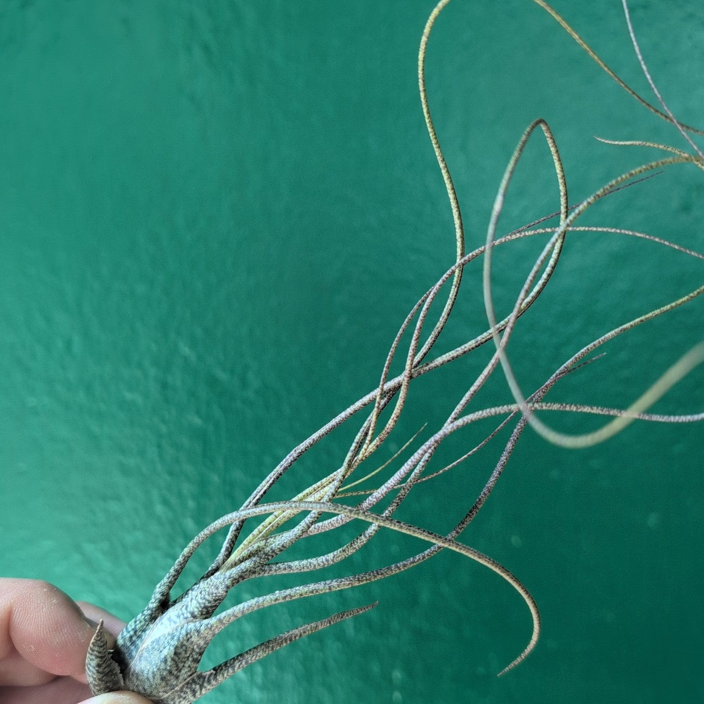 Tillandsia Butzii (Air Plant)