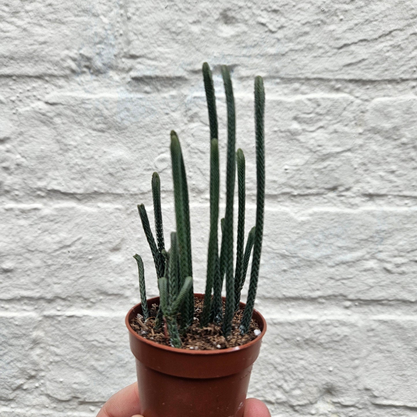 Crassula lycopodioides 'Harmony in Green' (Shoelace / Watchchain Plant- Succulent)