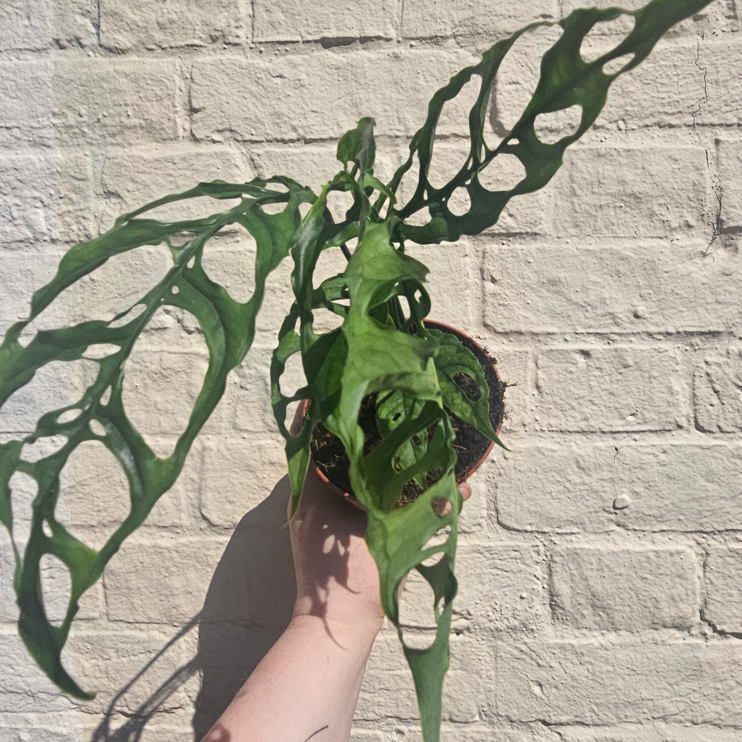 Monstera obliqua 'Peru Form' (Swiss Cheese Vine) - RARE