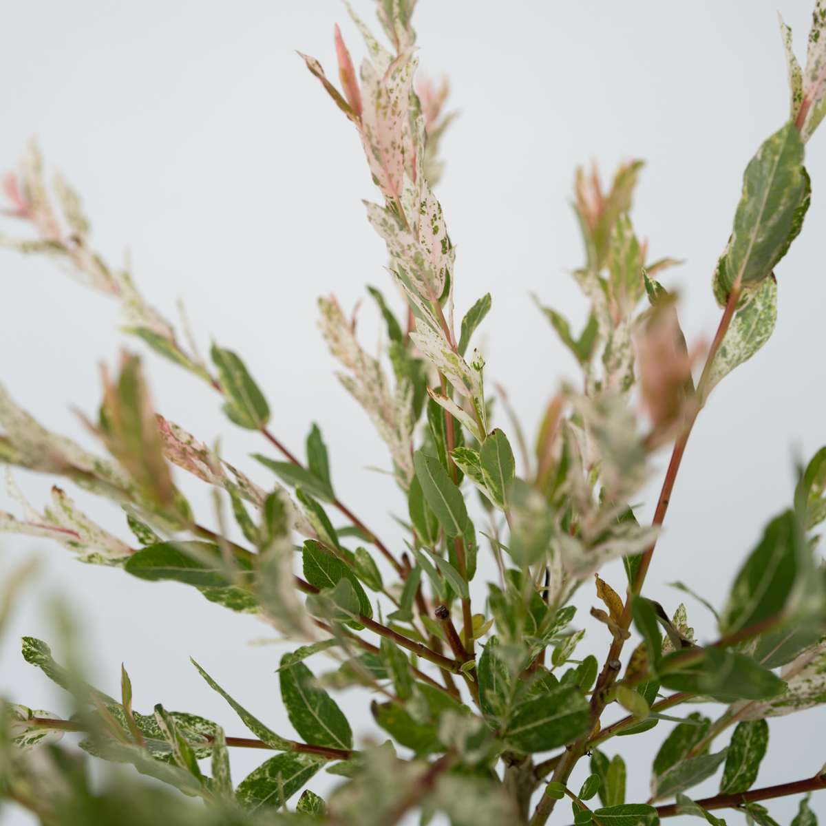Flamingo Willow - Salix integra 'Flamingo' - Height 60-80cm - Pot 17cm