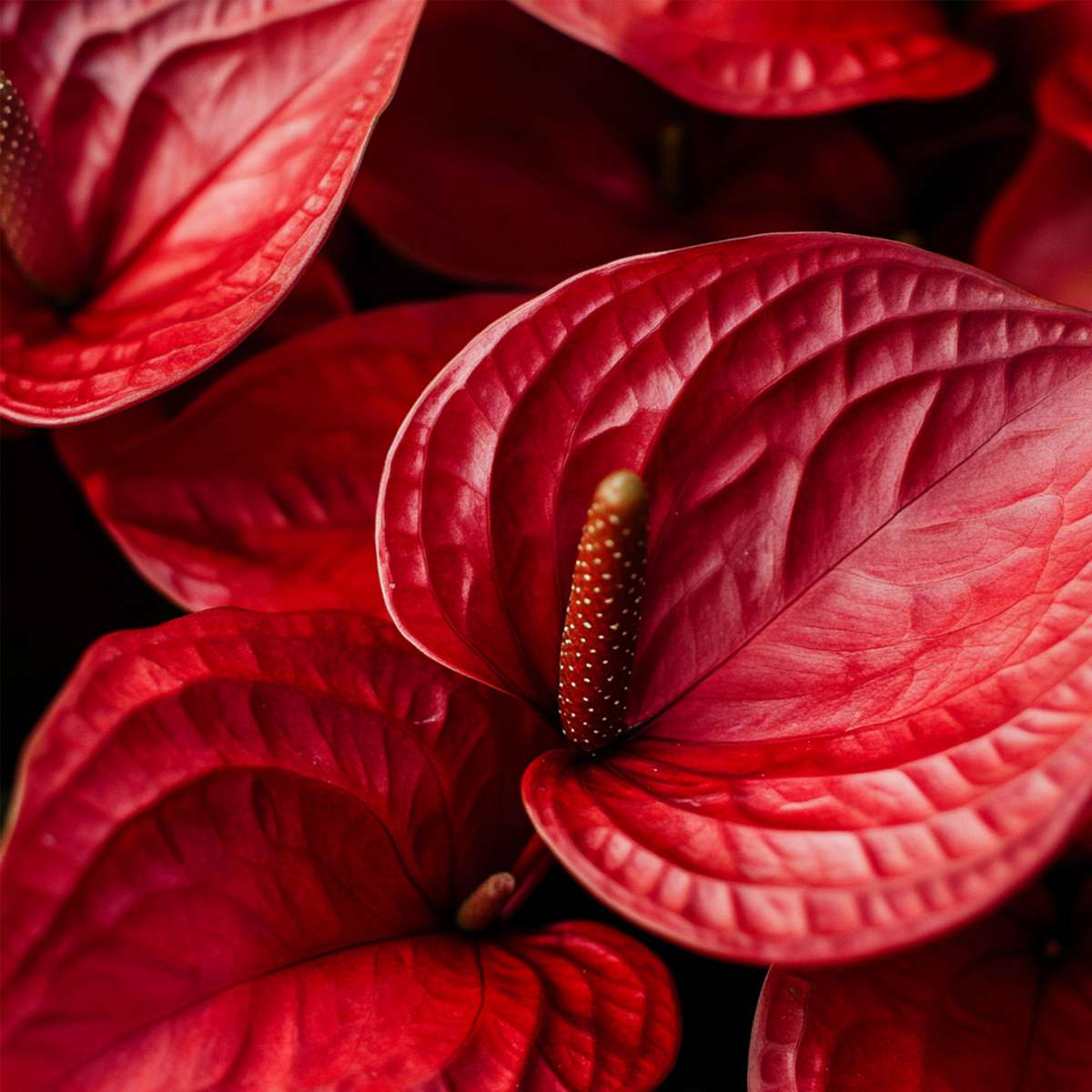 Laceleaf - Anthurium 'Madural Red' - Height 55-70cm - ø17cm