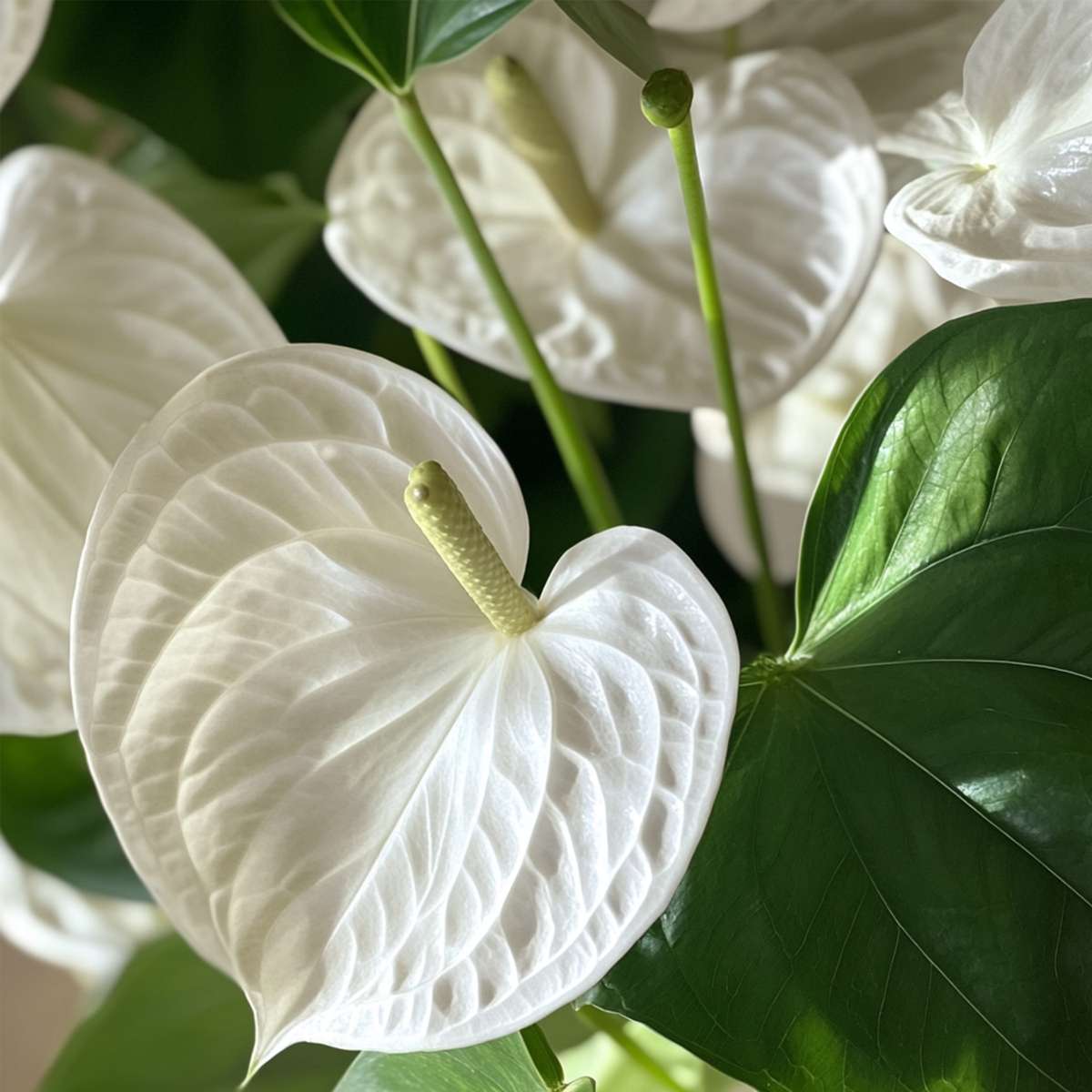 Laceleaf - Anthurium 'Alaska White' - Height 55-70cm - ø17cm