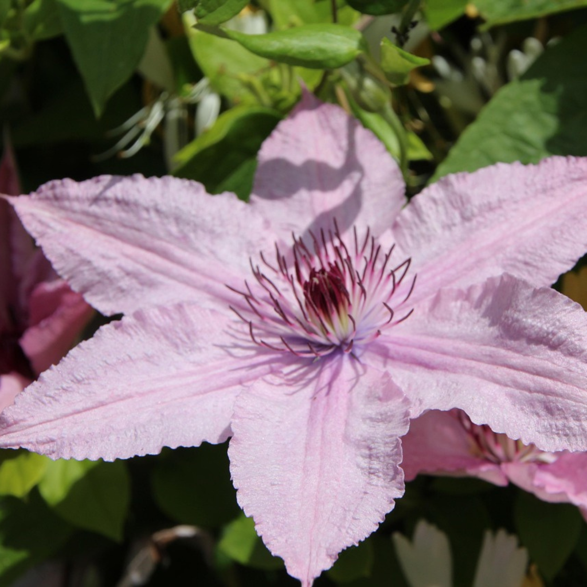 Leather flower - Clematis 'Hagley Hybrid' - Height 100-120cm - ⌀17cm