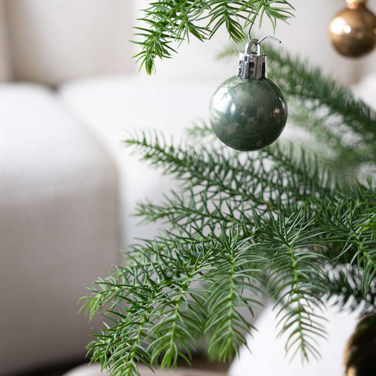 Norfolk Island Pine - Araucaria heterophylla - Height 45-55cm - ⌀14cm