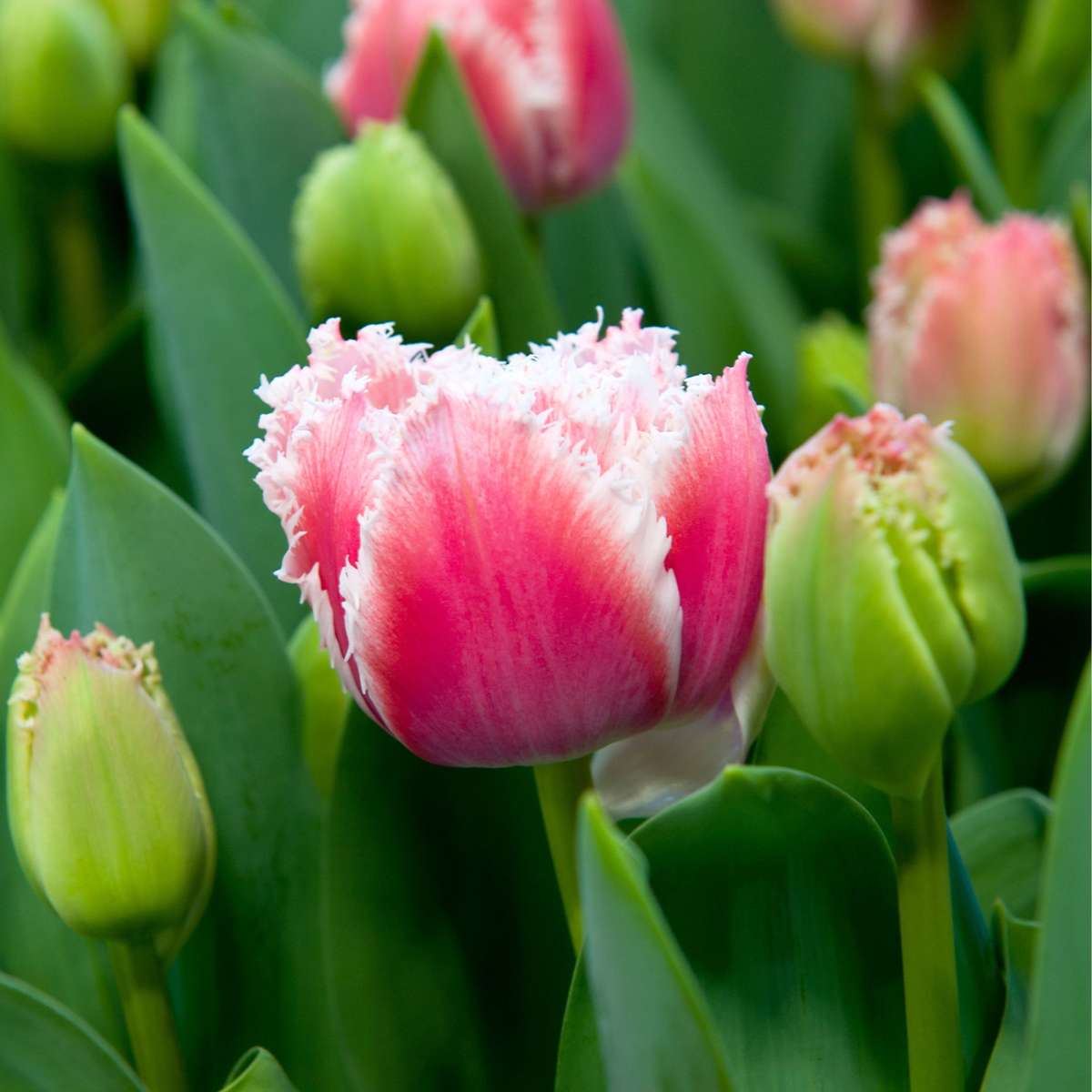 Tulip bulbs - 20 pcs. - Tulipa 'Queensland' - Flower Bulbs - Pink