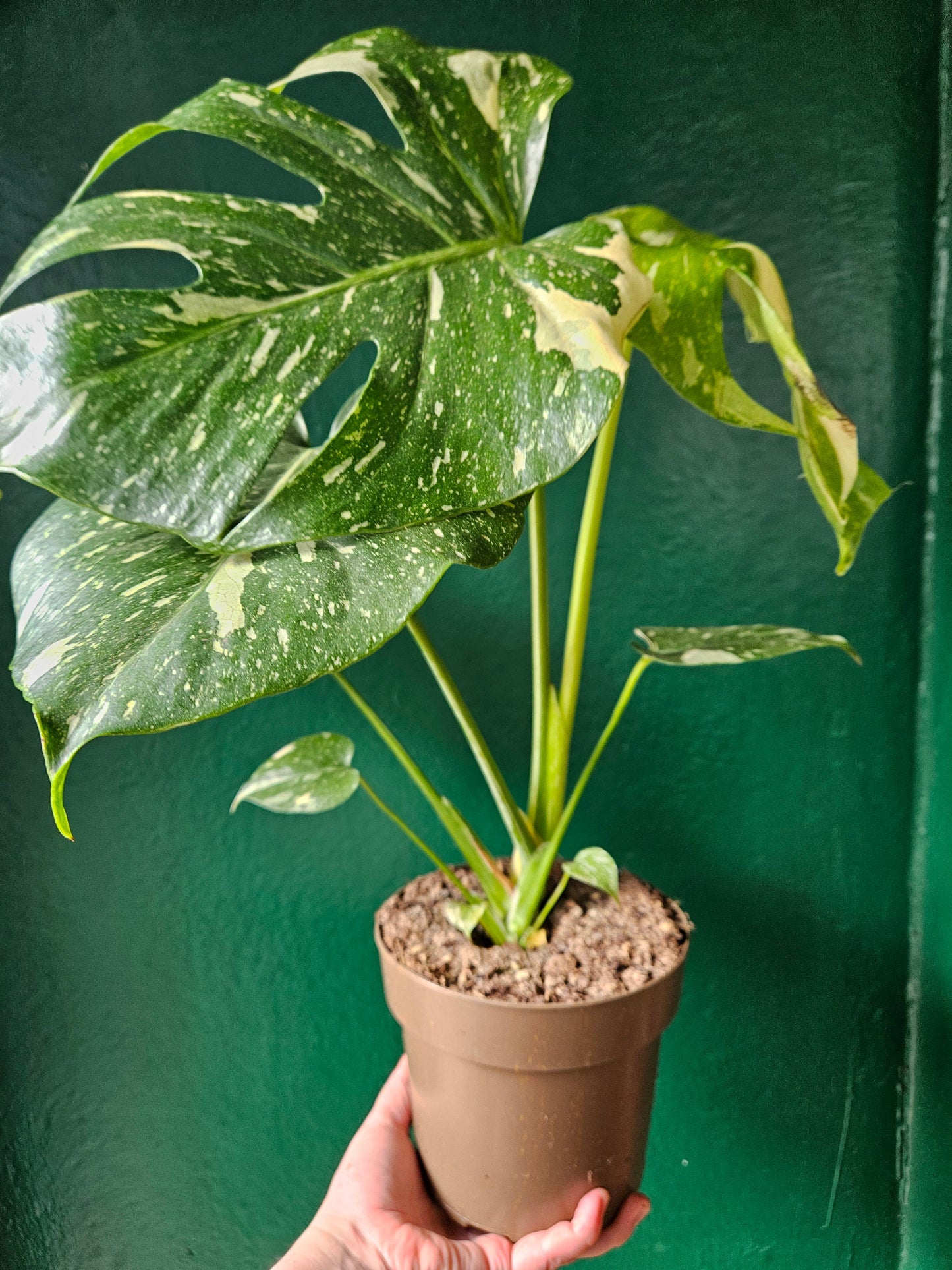 Monstera deliciosa 'Thai Constellation' (Variegated Cheese Plant)
