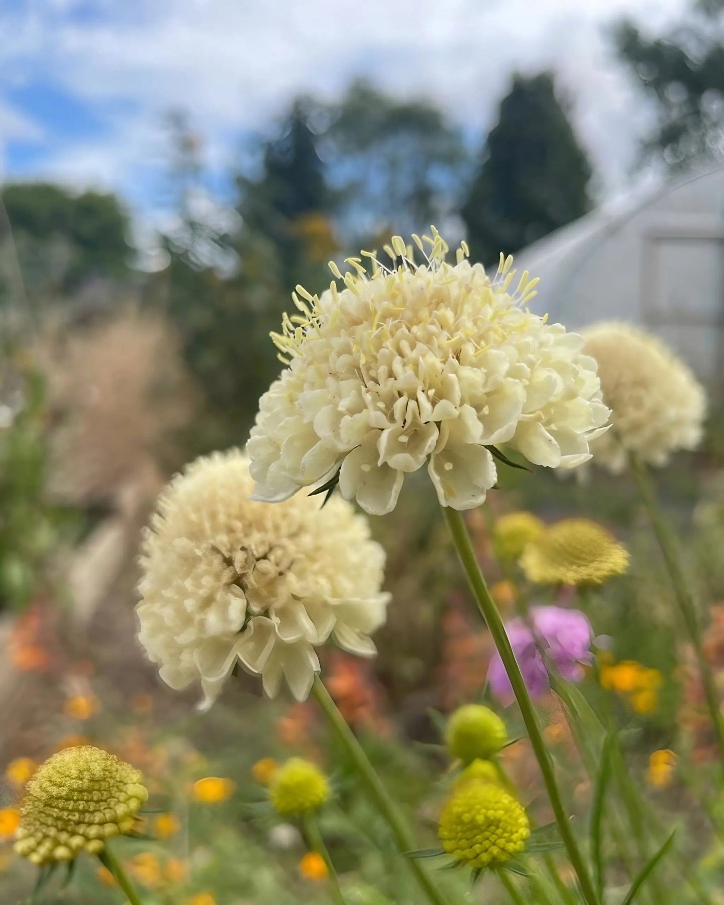Scabious Imperial Mix