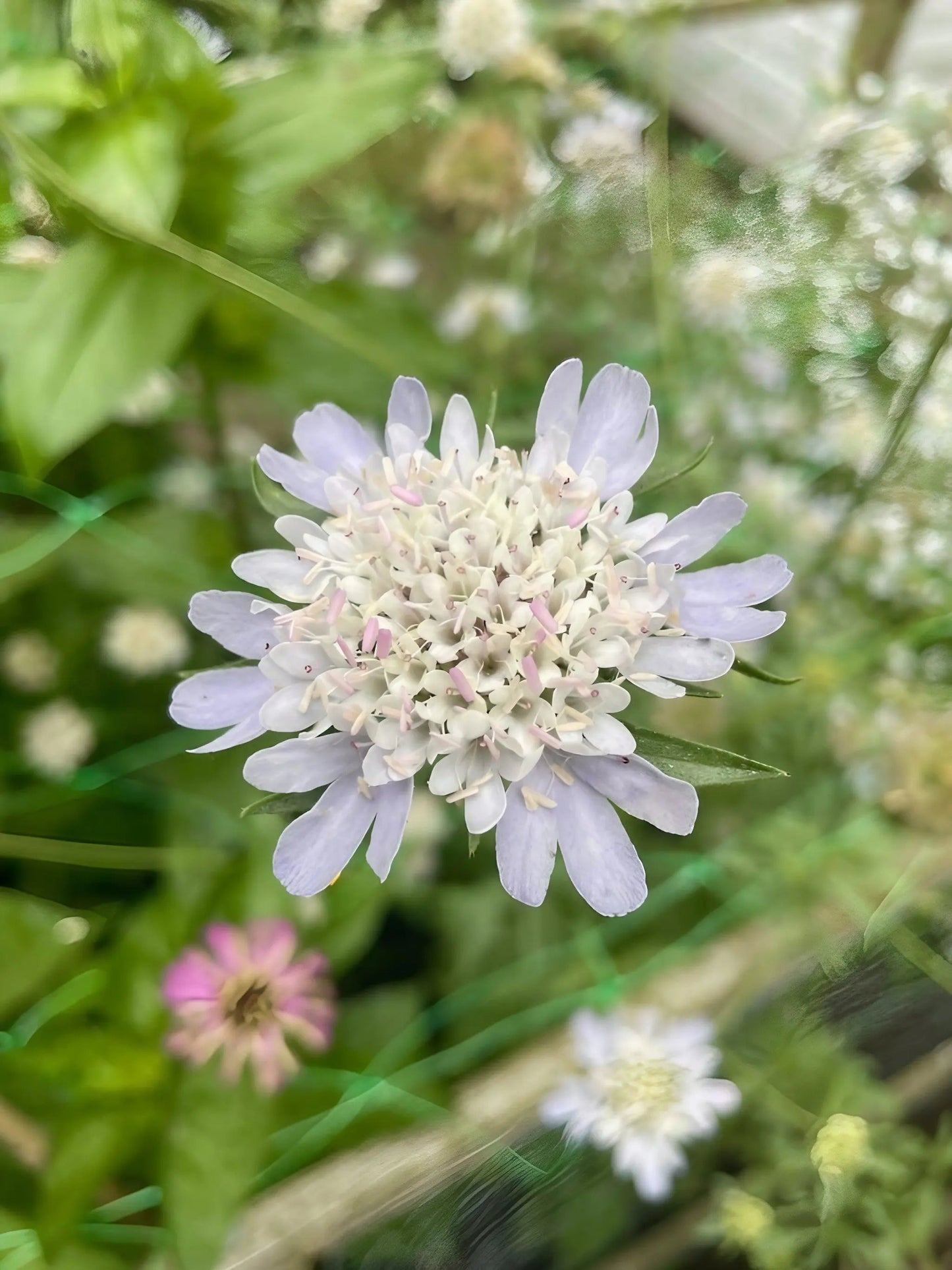 Scabiosa Stellata 'Drumstick'