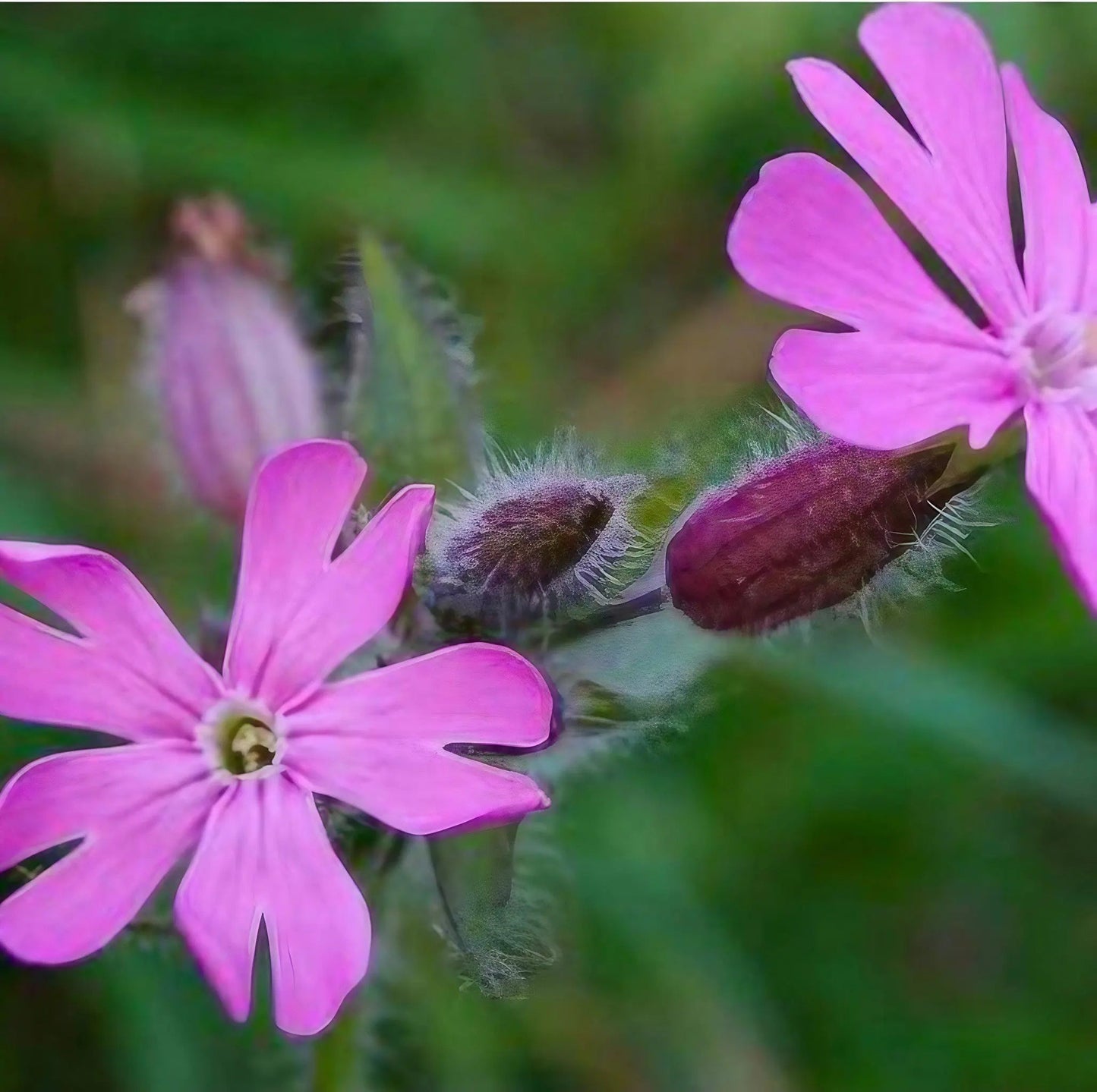 Red Campion