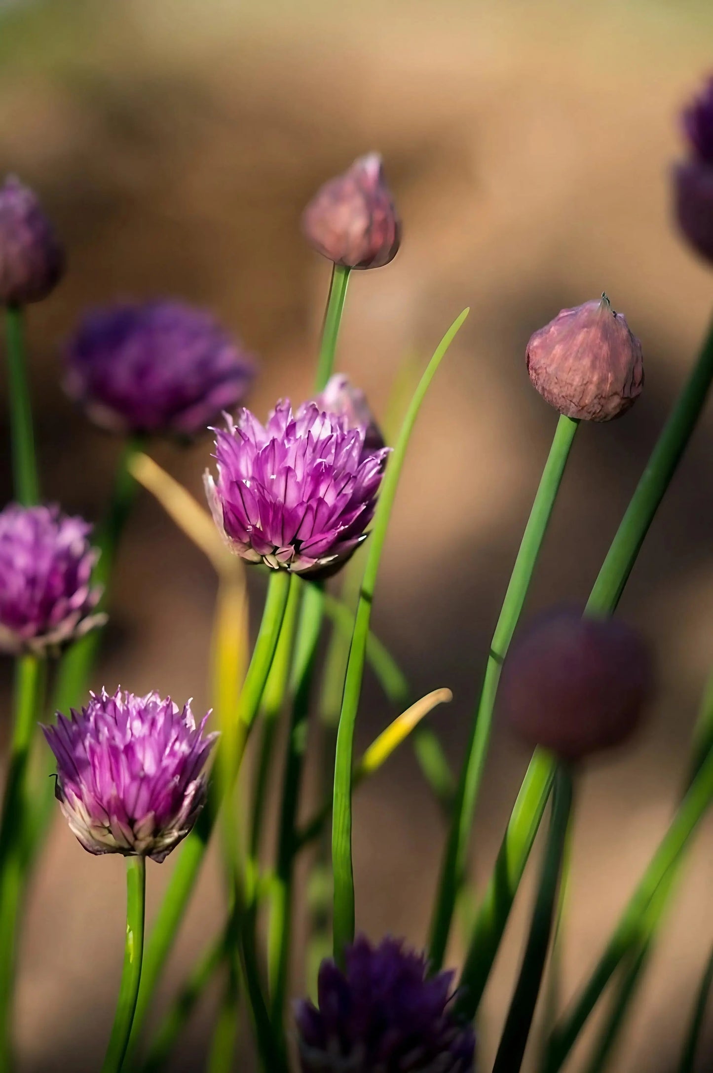 Chives