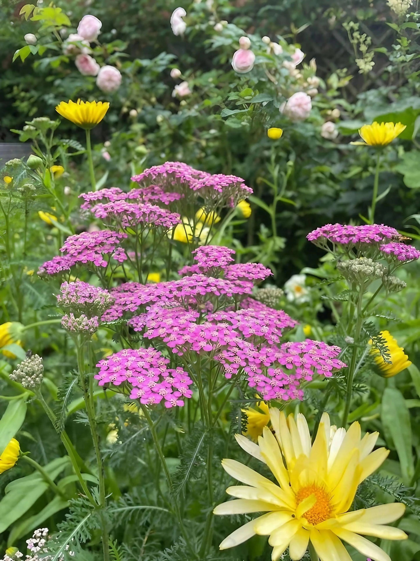 Achillea millefolium Cerise Queen