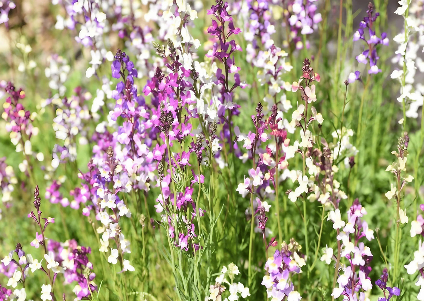 Linaria Fairy Bouquet Mix