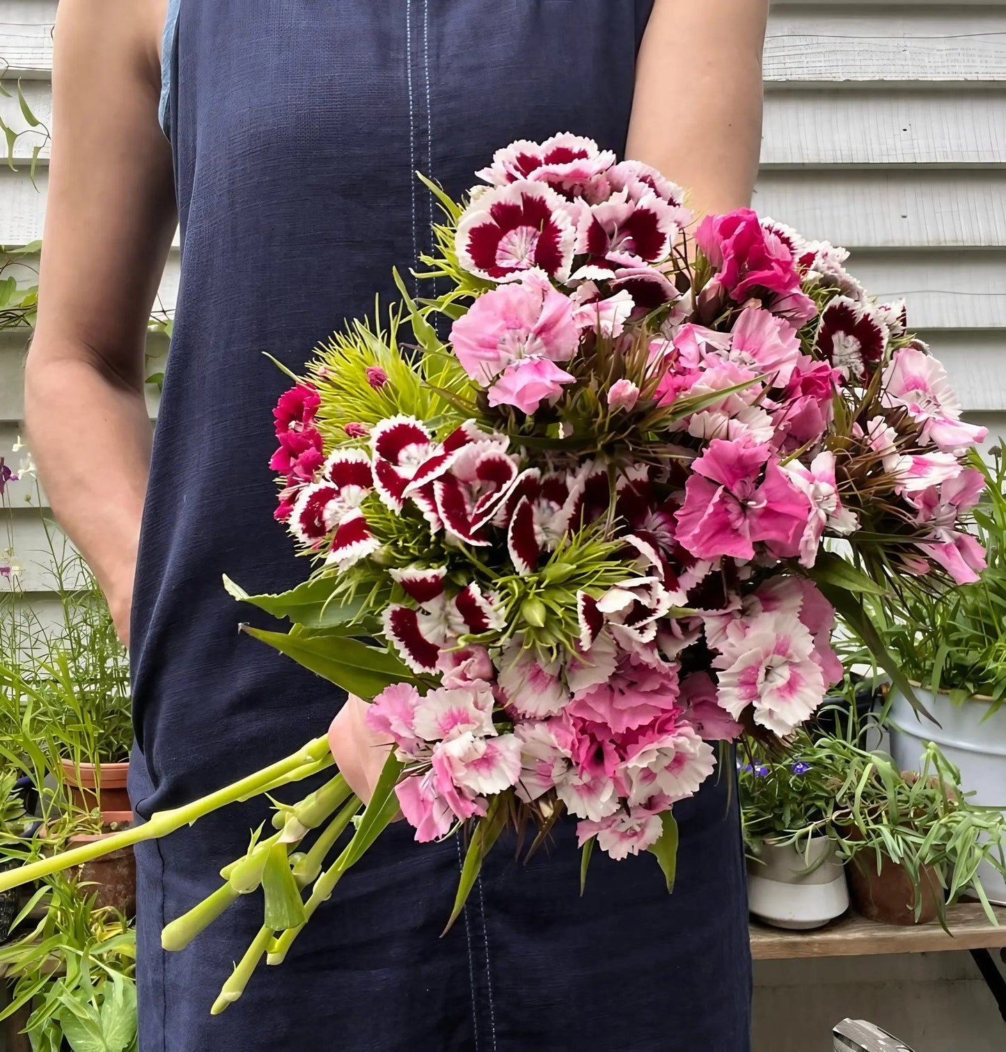 Sweet William Auricula Eyed Mixed